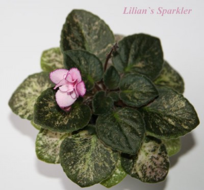 LilianSparkler.jpg