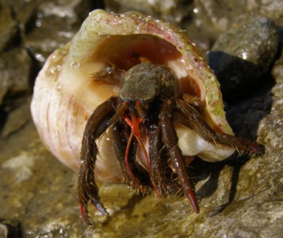 fauna6.1.jpg