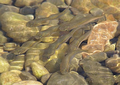 fauna5.jpg