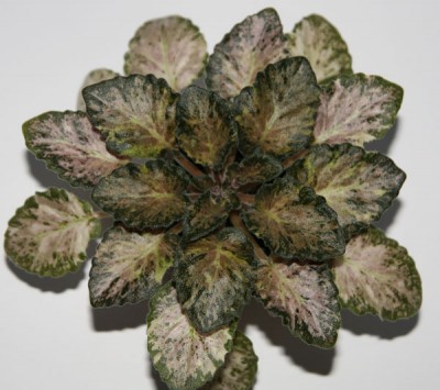 Genetic Carmine