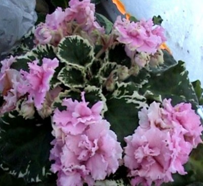 PDVD_055.jpg