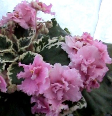 PDVD_012.jpg