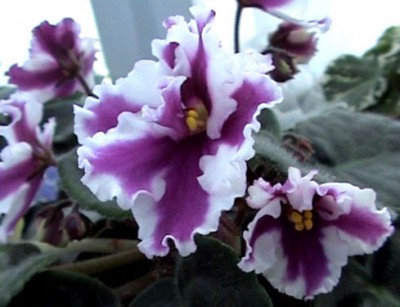 PDVD_176.jpg
