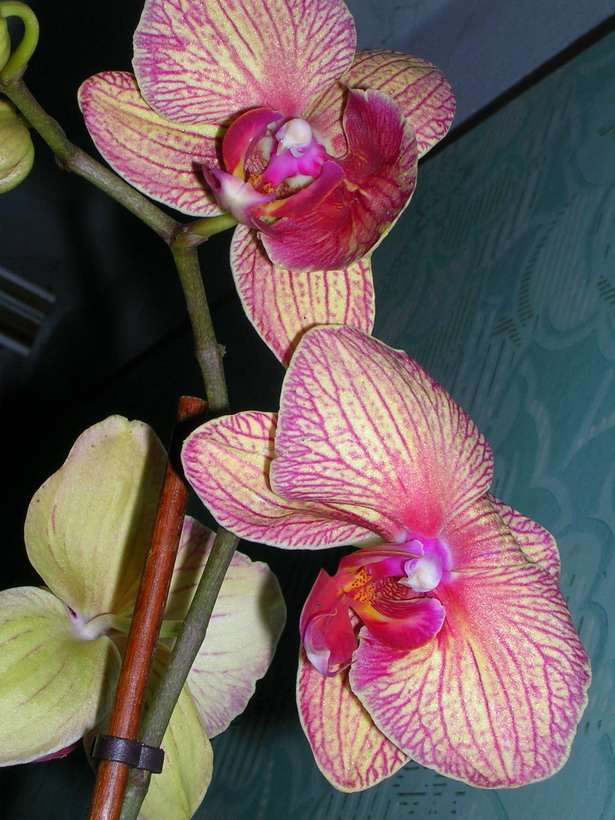 DSCN23690.jpg
