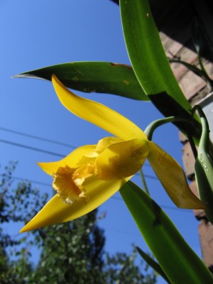 E-citrina_3sm.jpg