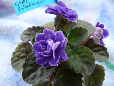 Lyon's_Little_Sweetheart-011.jpg