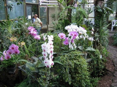 Phal_2_sm.jpg