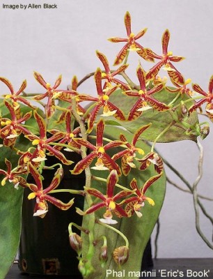 phalmannii.jpg