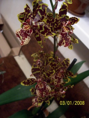 100_1998.JPG