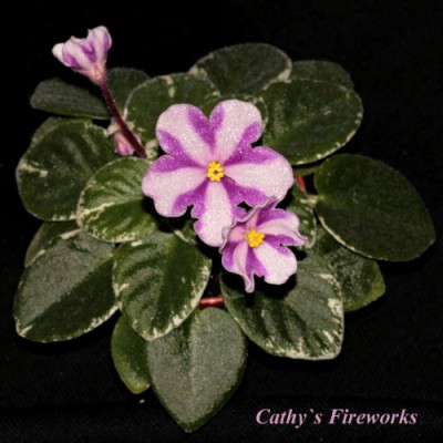 CathysFireworks.jpg