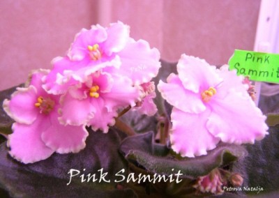 Pink Sammit.jpg
