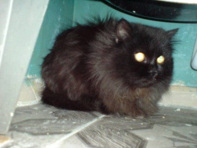 DSC00010.jpg