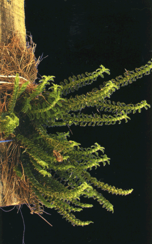 Dichaea3.gif