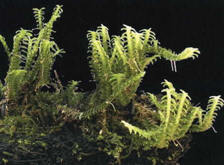 Dichaea.gif
