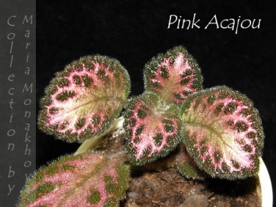 Pink Acajou b.JPG