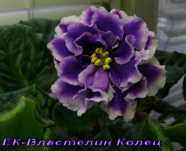 -ВластелинКолец.jpg