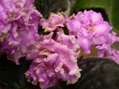 P1010010-.jpg