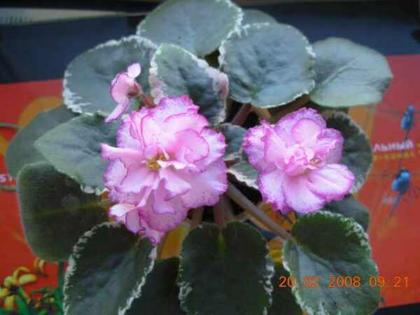 DSCN4477.jpg