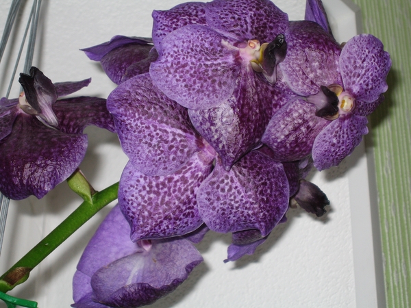 Vanda2.jpg