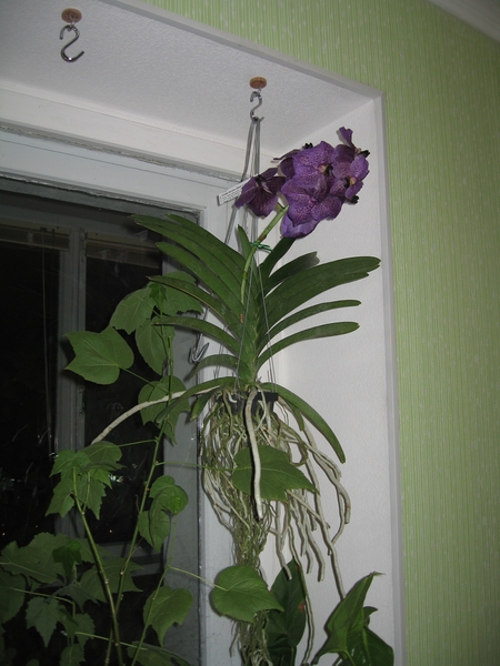 Vanda.jpg