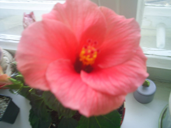 S4020925.JPG
