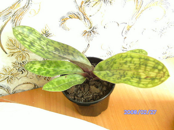 PICT0584 к.jpg