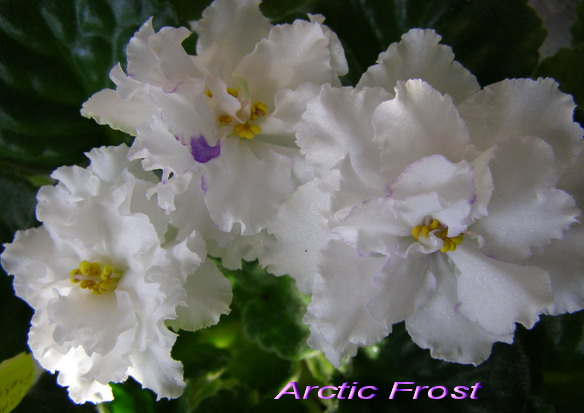 Arctic Frost.jpg