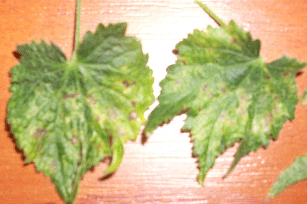 abutilon_boleet.gif
