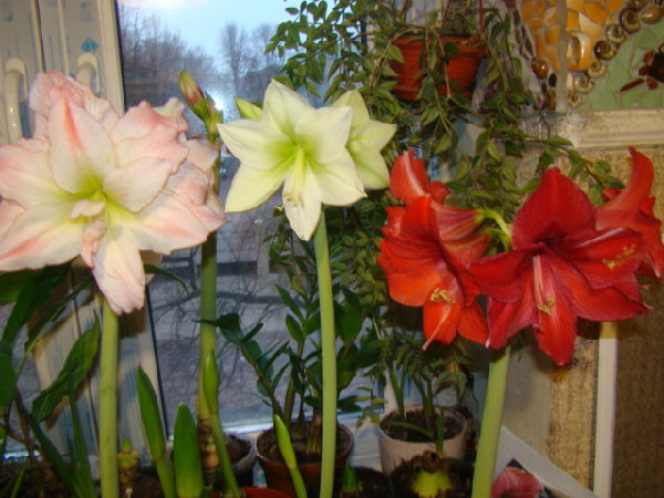 DSC00331.JPG