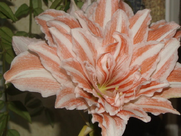 DSC00372.JPG