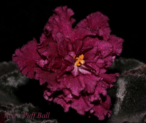 AcasPuffBall.jpg