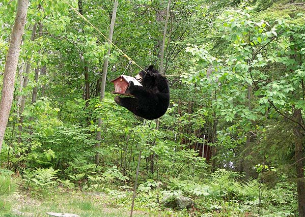 050718_bear3 медведь3.jpg
