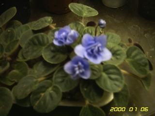 PICT0061.jpg