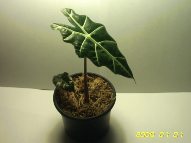 PICT0055.jpg