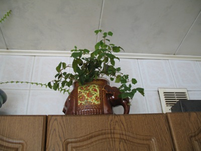плющ