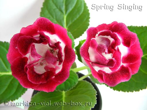 Spring Singing.JPG