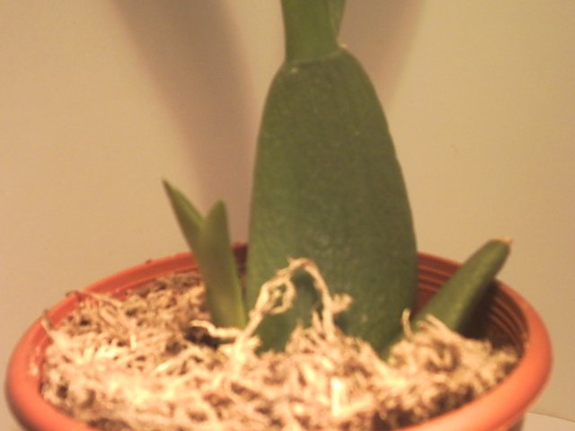 PICT0066.jpg