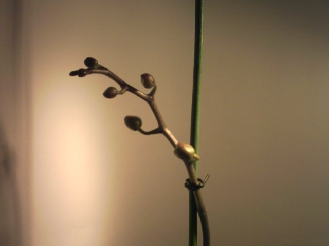 PICT0068.jpg