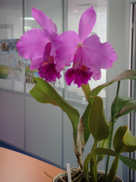 DSC00037.JPG