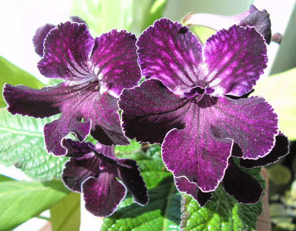 Br.Black-Cherry-на-солнце.jpg