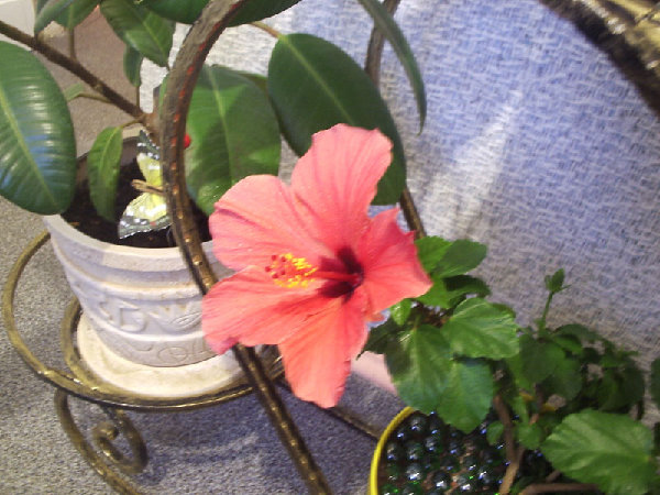 P1010478.jpg