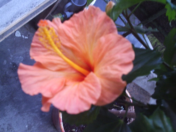 P1020493.jpg