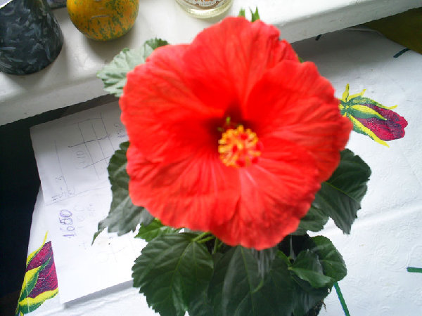 S4021339.jpg