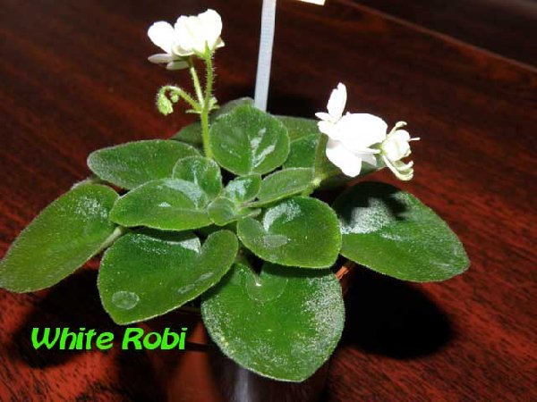 White Robi.jpg