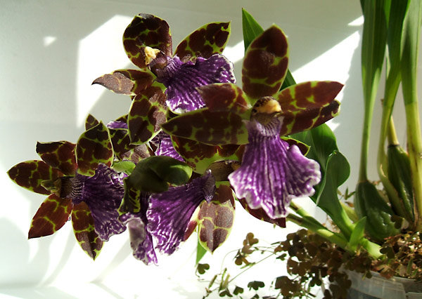 DSCF4945.jpg