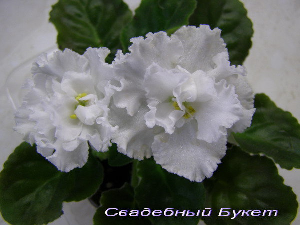 Букет.jpg