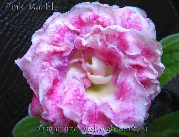 Pink Marble.JPG