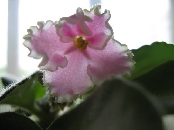 Pink Summit