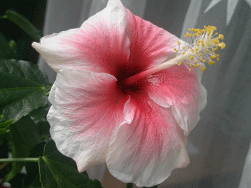 P5110314-w.gif