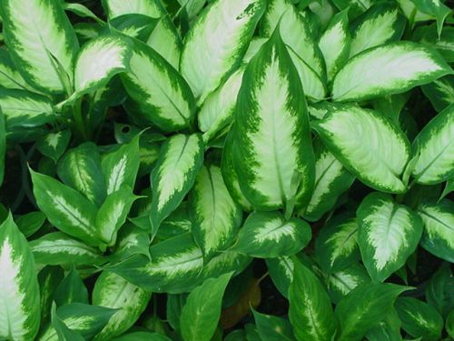 Aglaonema.jpg